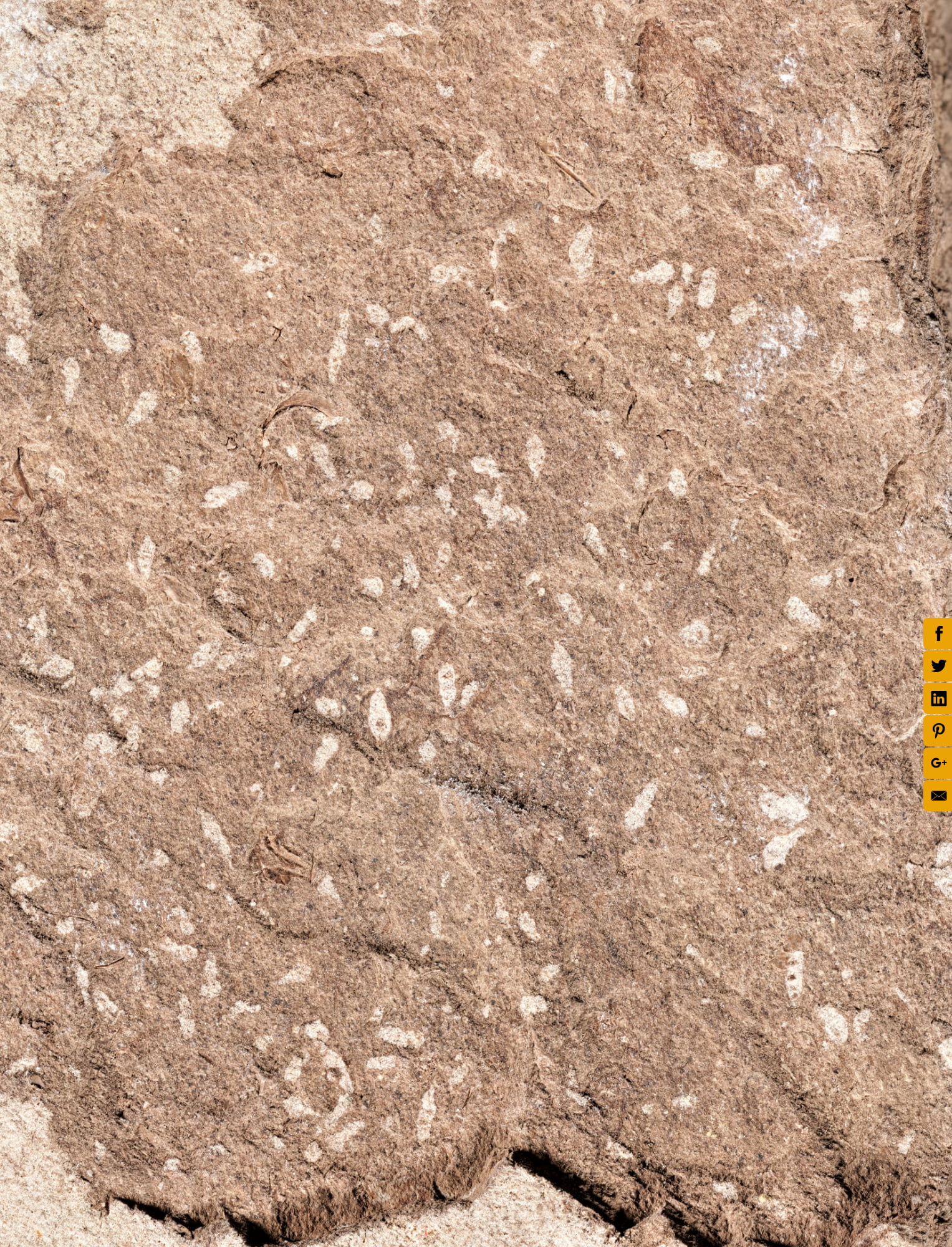 Siliceous Shale With Arenaceous Foraminifera