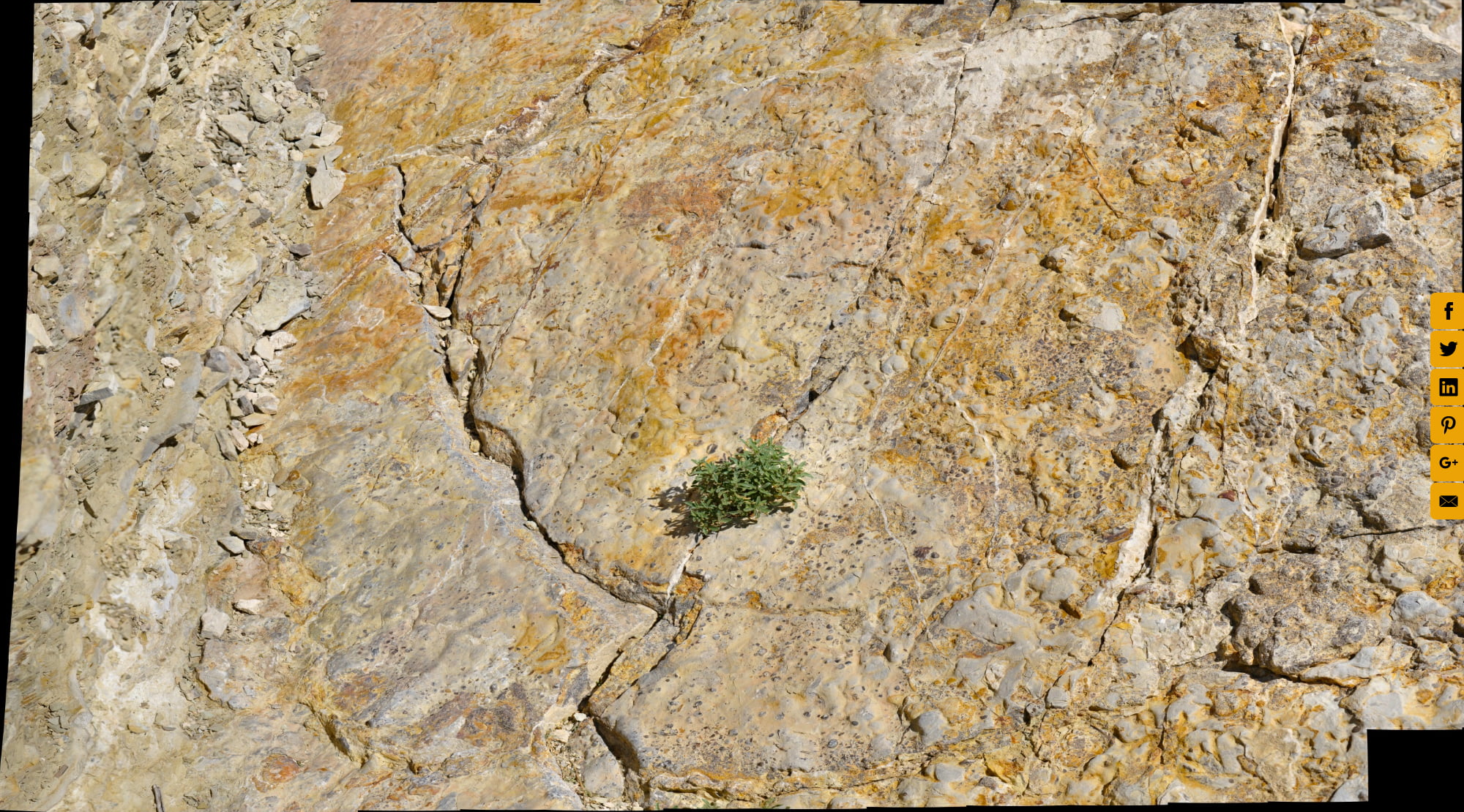 Scenic Drive Formation fossil layer