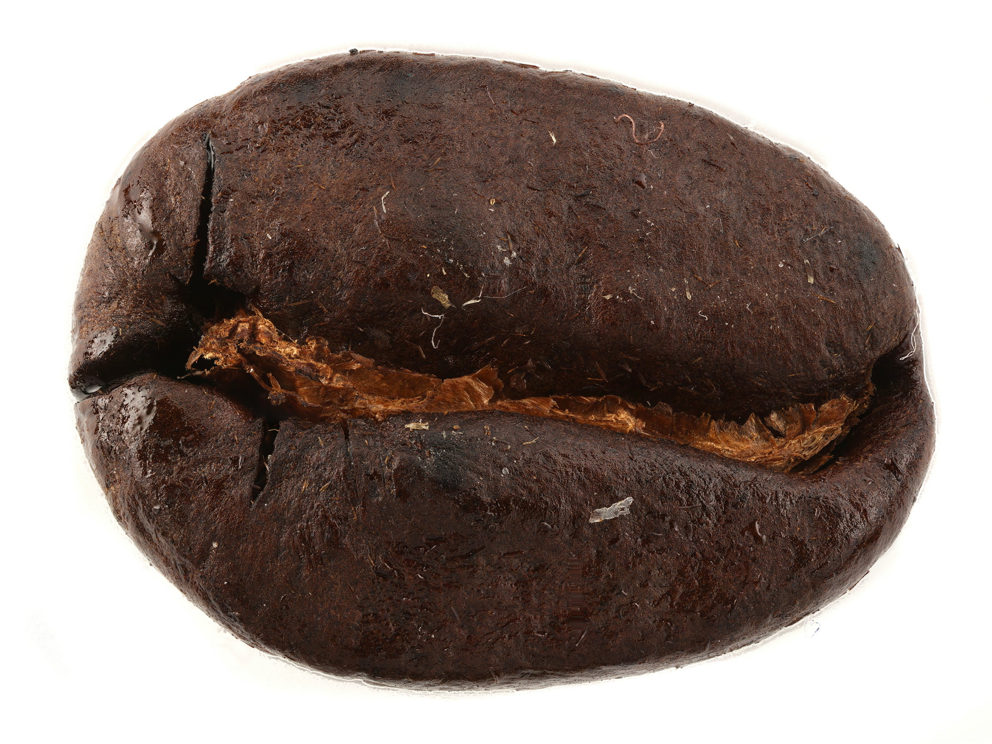 Coffee Bean (Roasted)