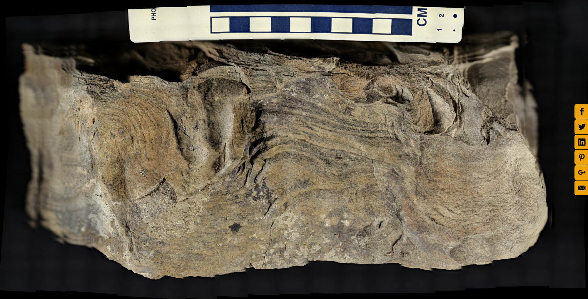 Convolute Bedding in Millboro Formation Sandstone