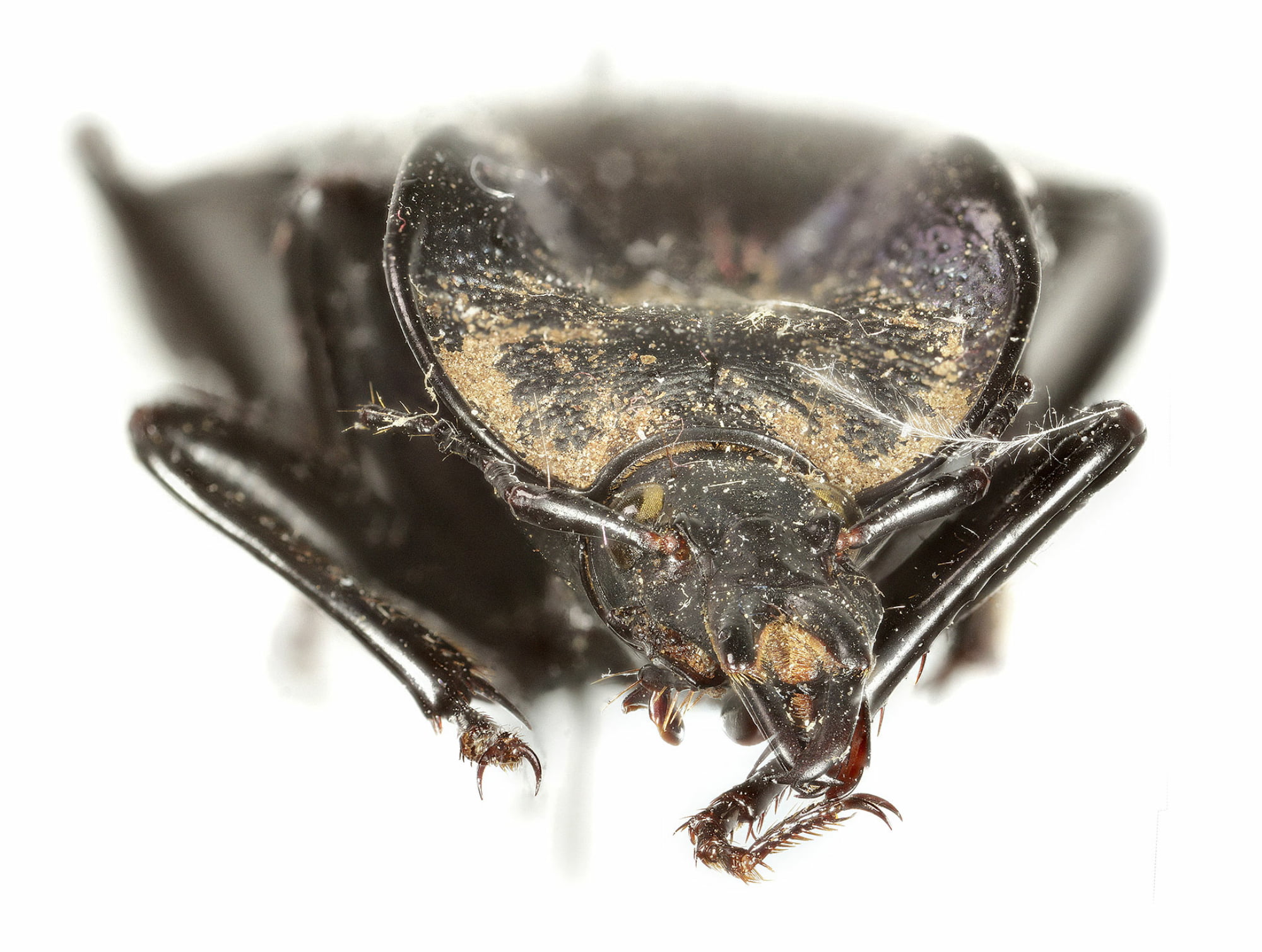 Snail Eating Beetle Face