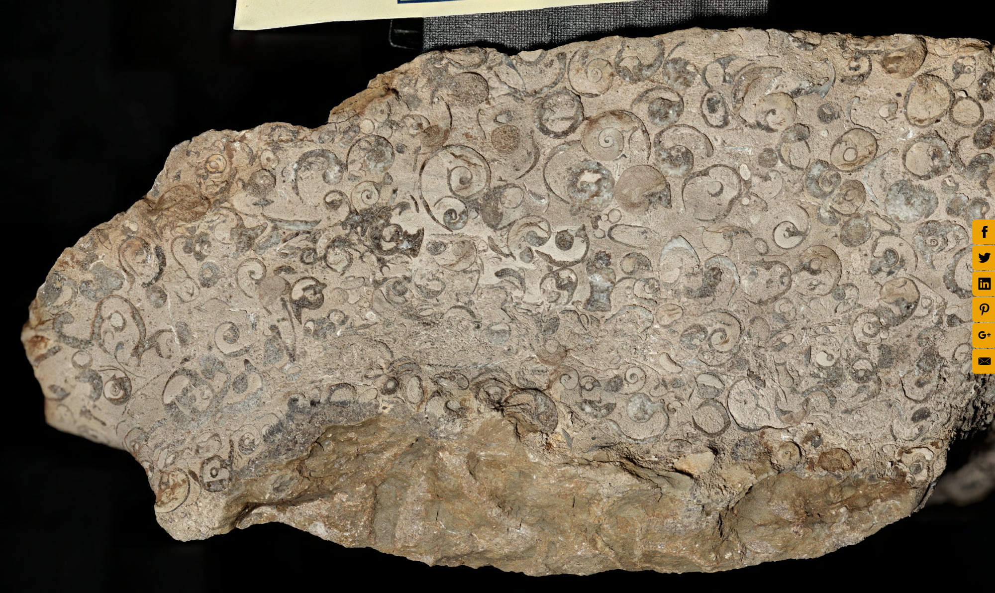 Fossil Snails in Reynolds Limestone