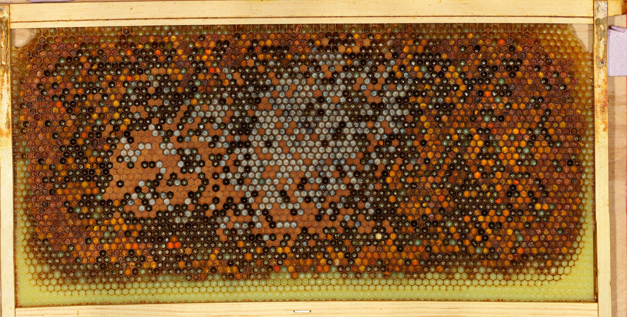 Bee Brood Frame Timelapse Day 7