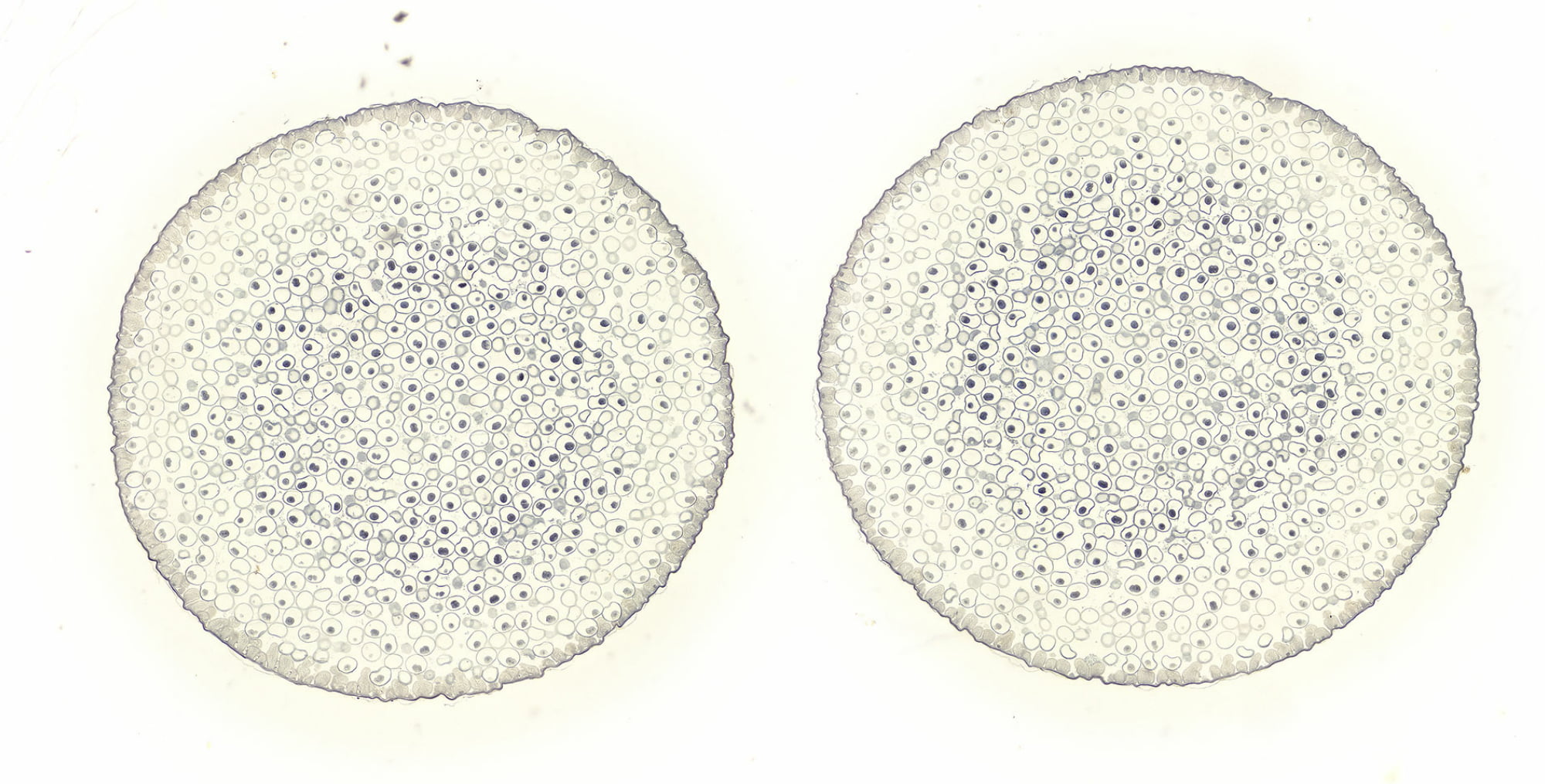 Microscopy Example Horse Eggs