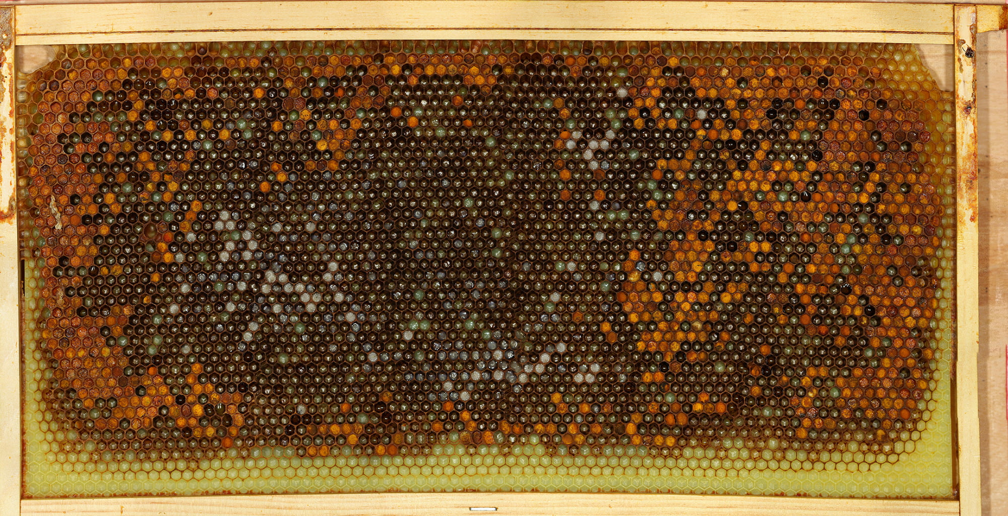 Bee Brood Frame Timelapse Day 2