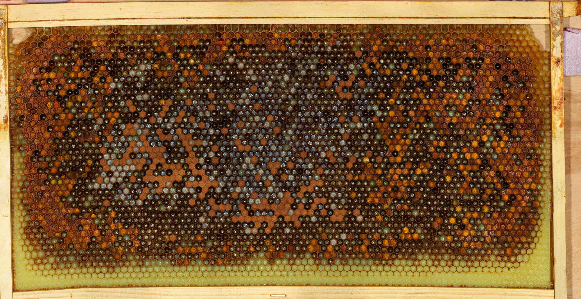Bee Brood Frame Timelapse Day 5