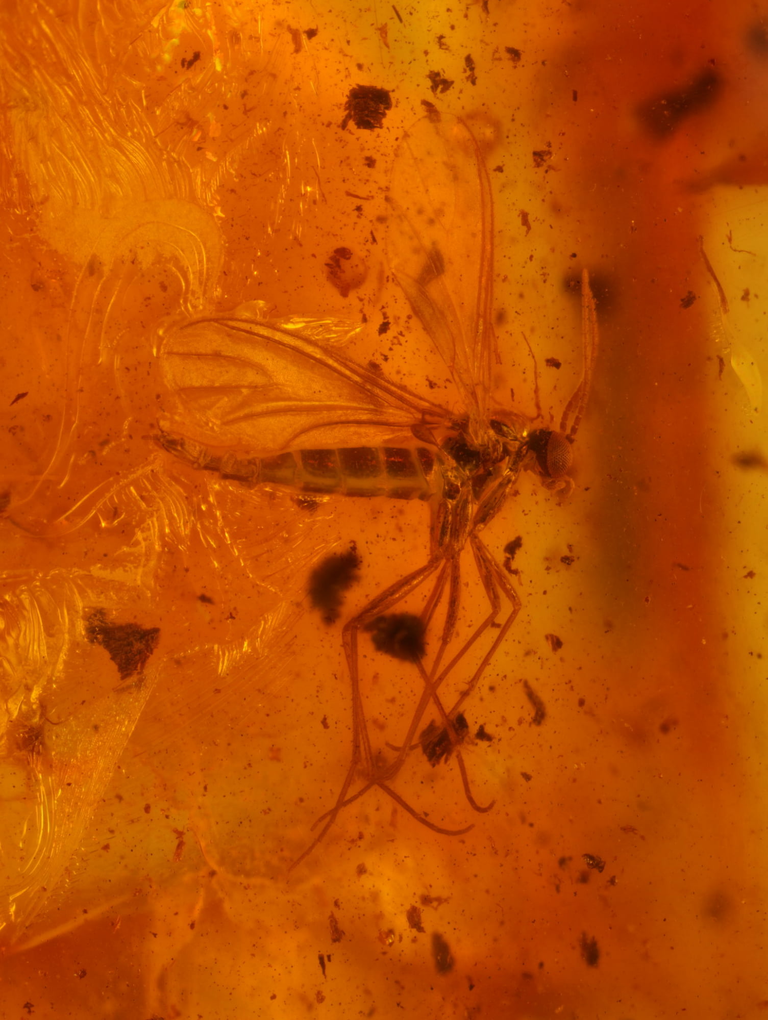 Insect in Amber - CloseUp