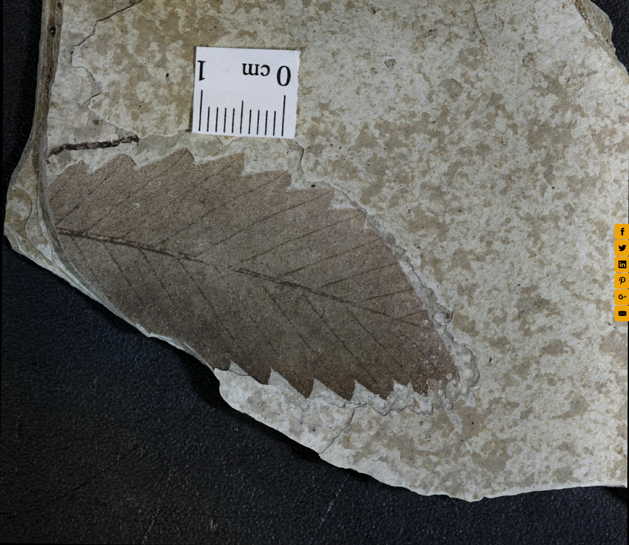 Sedimentary Rock Identification Lab