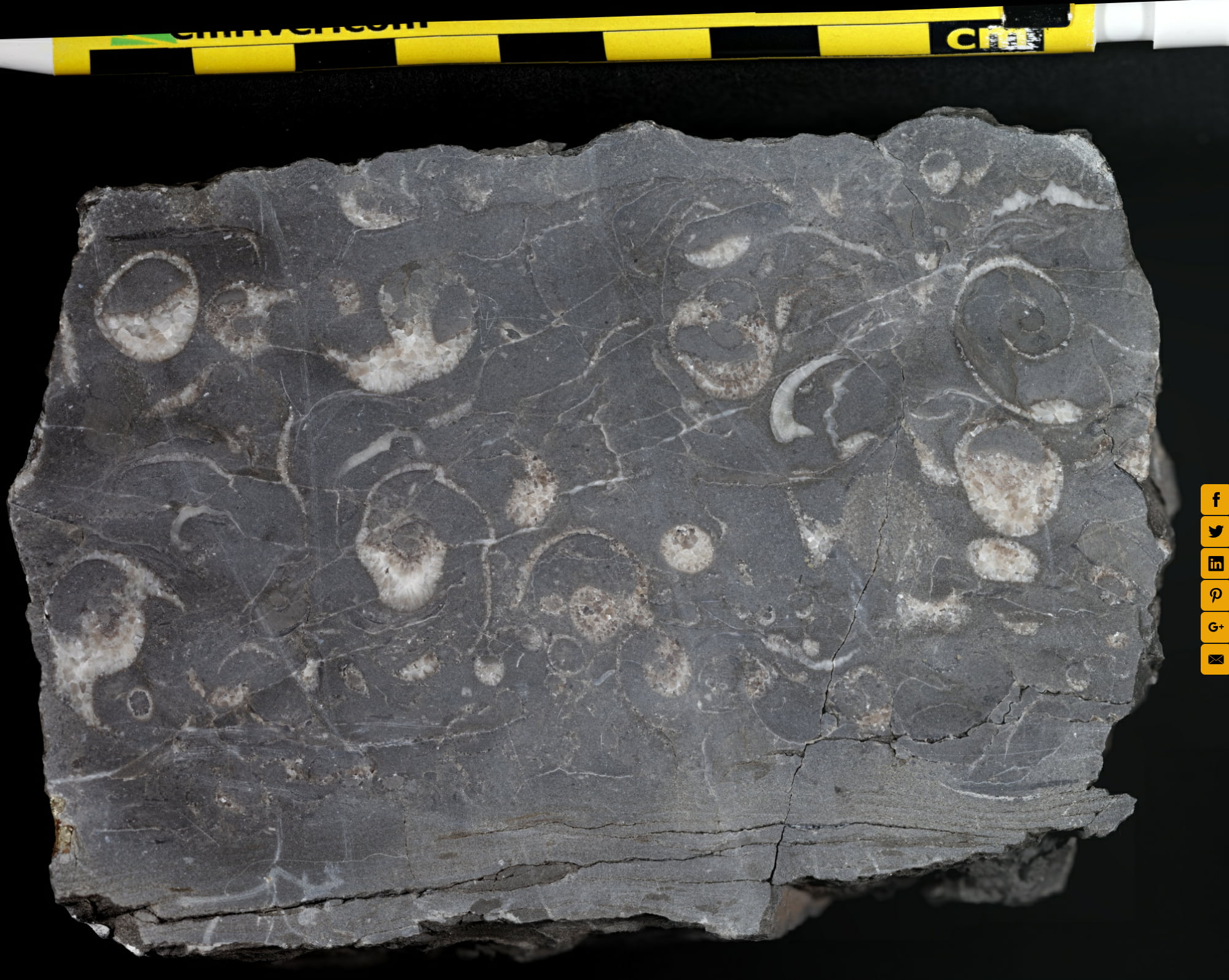 Geopetal fossils in Limestone