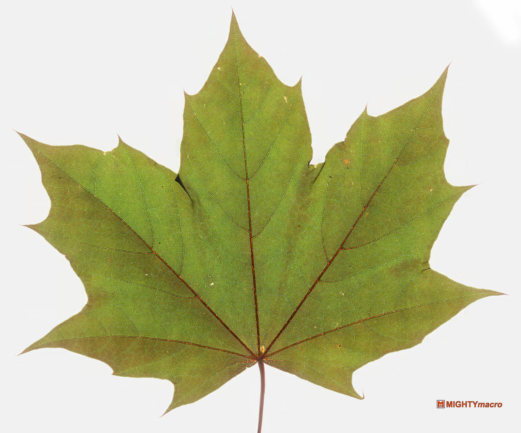 maple-leaf-canada-150