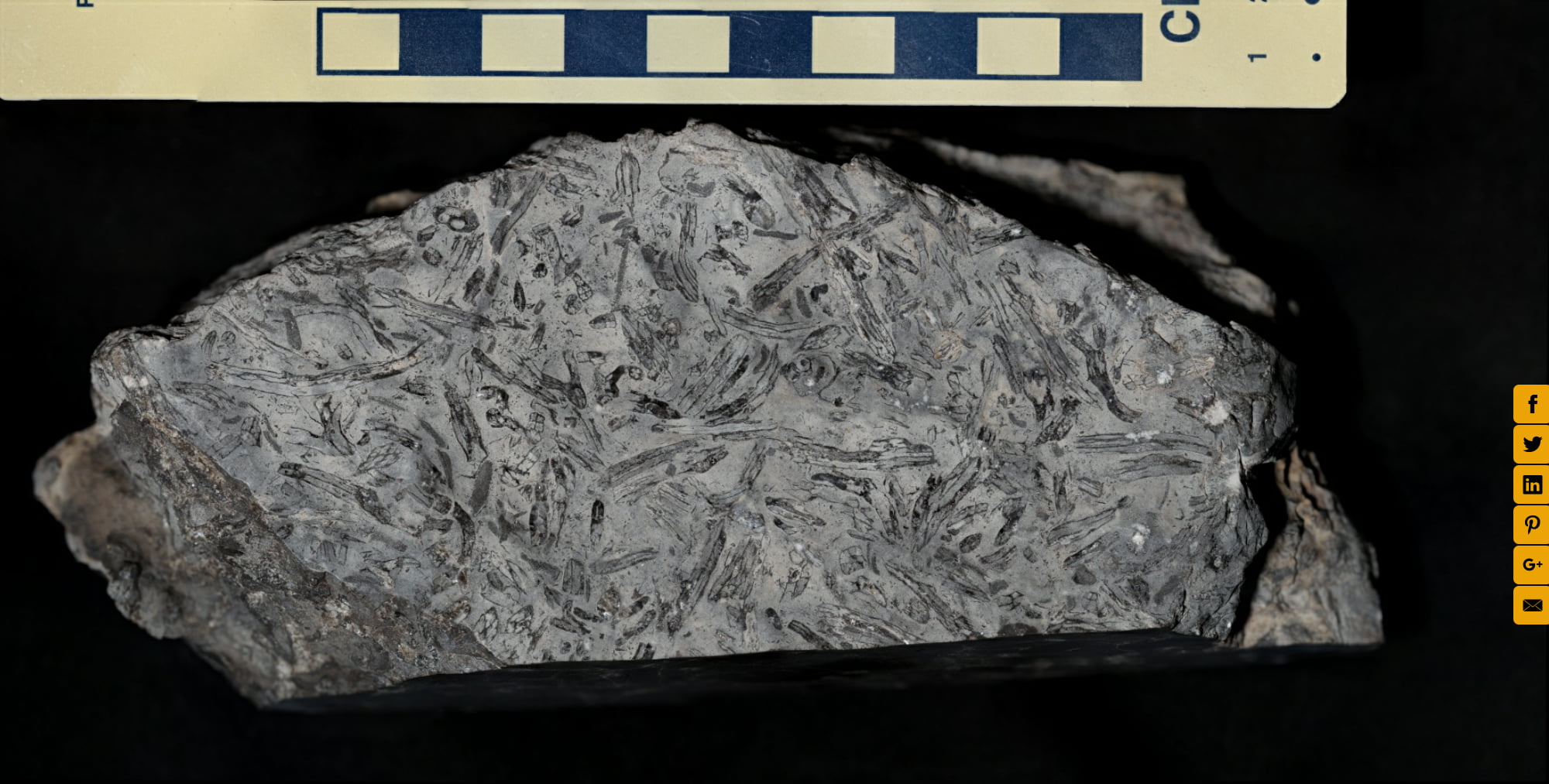 Diamond fossils in limestone