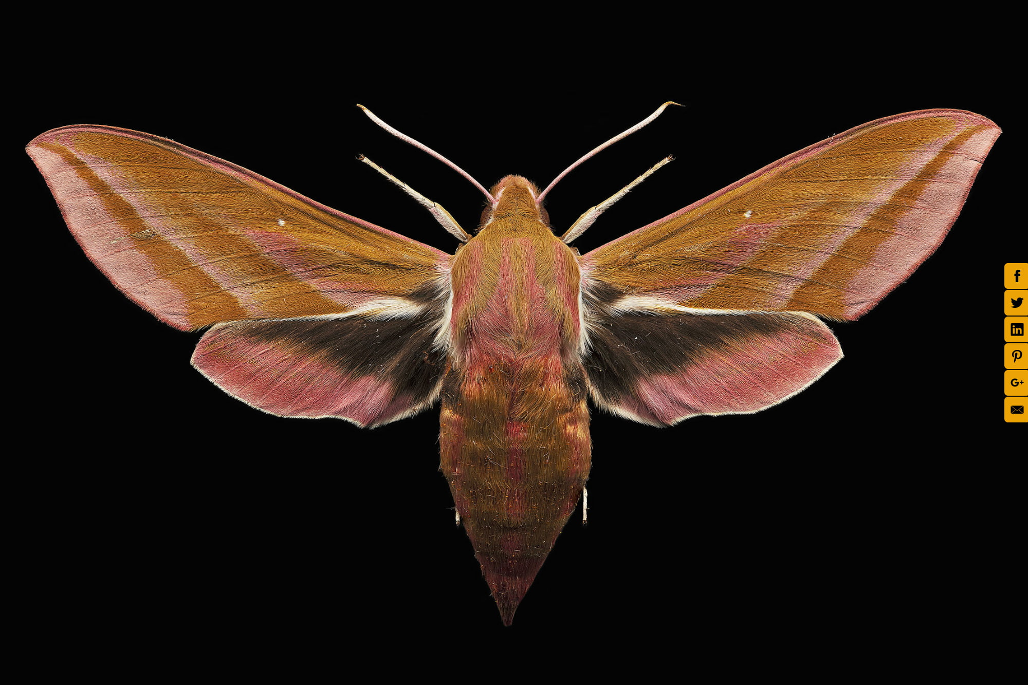 hawk moth doll