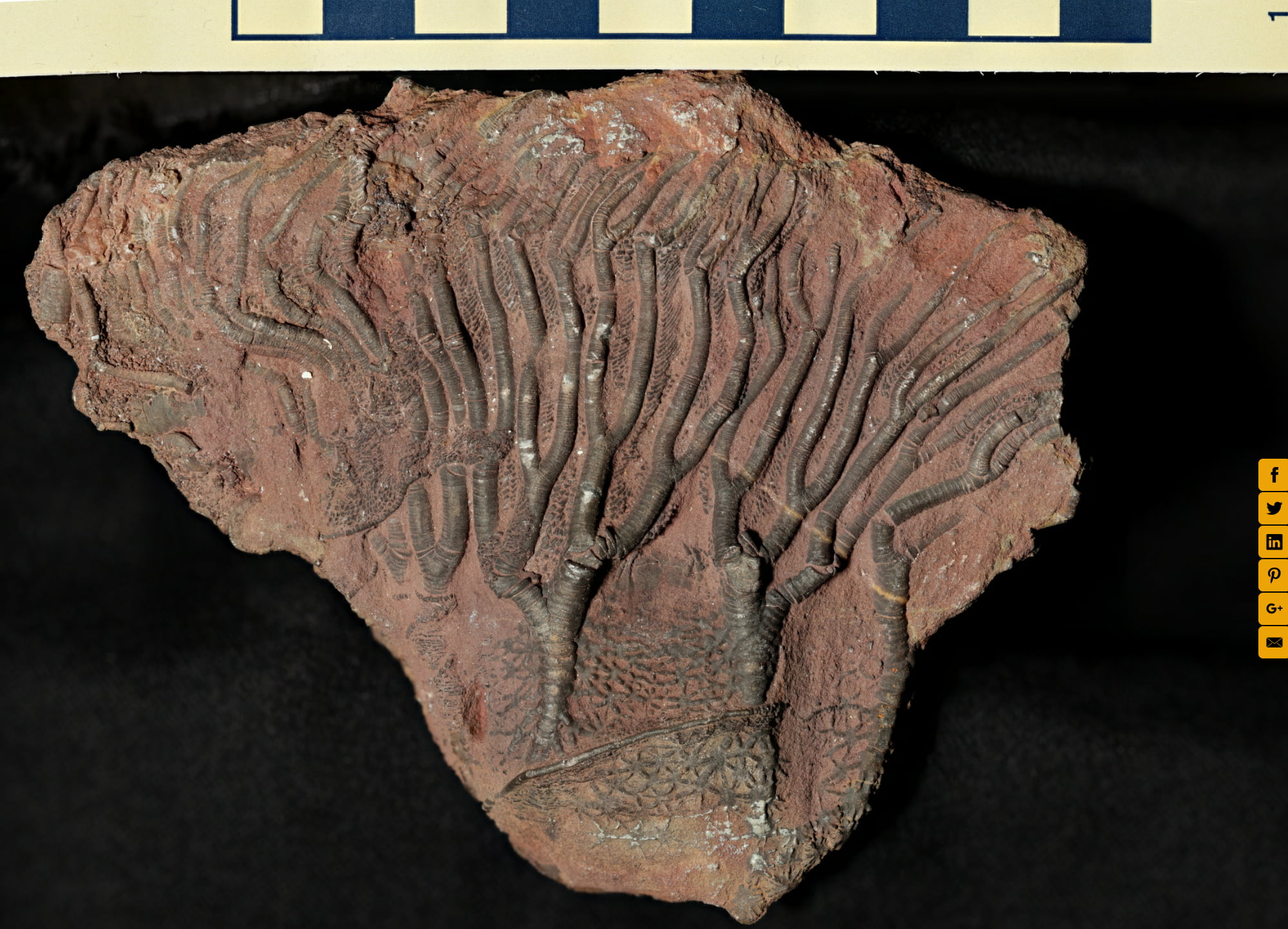 Fossil 3 (1 of 2)