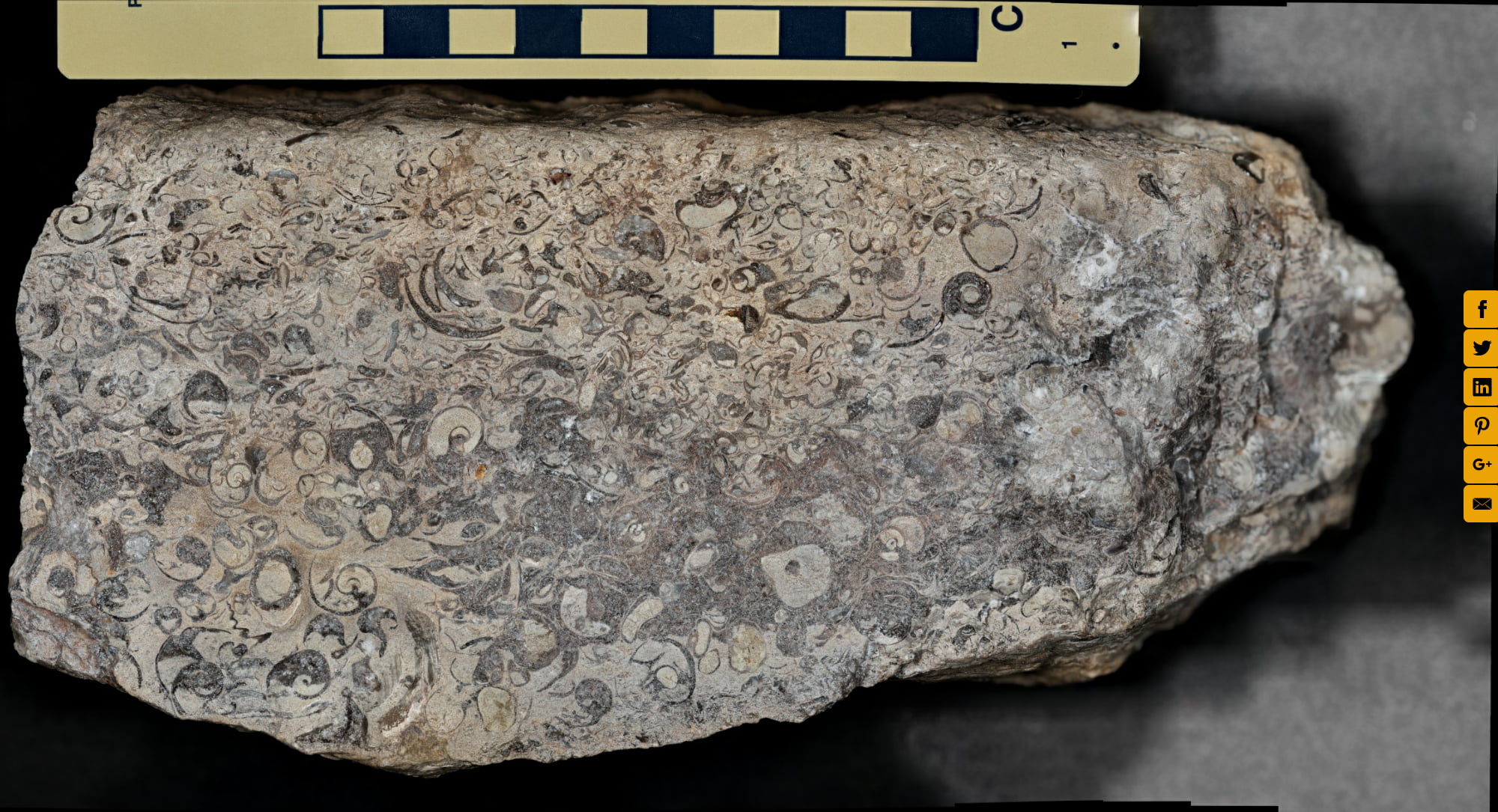 Fossiliferous Limestone