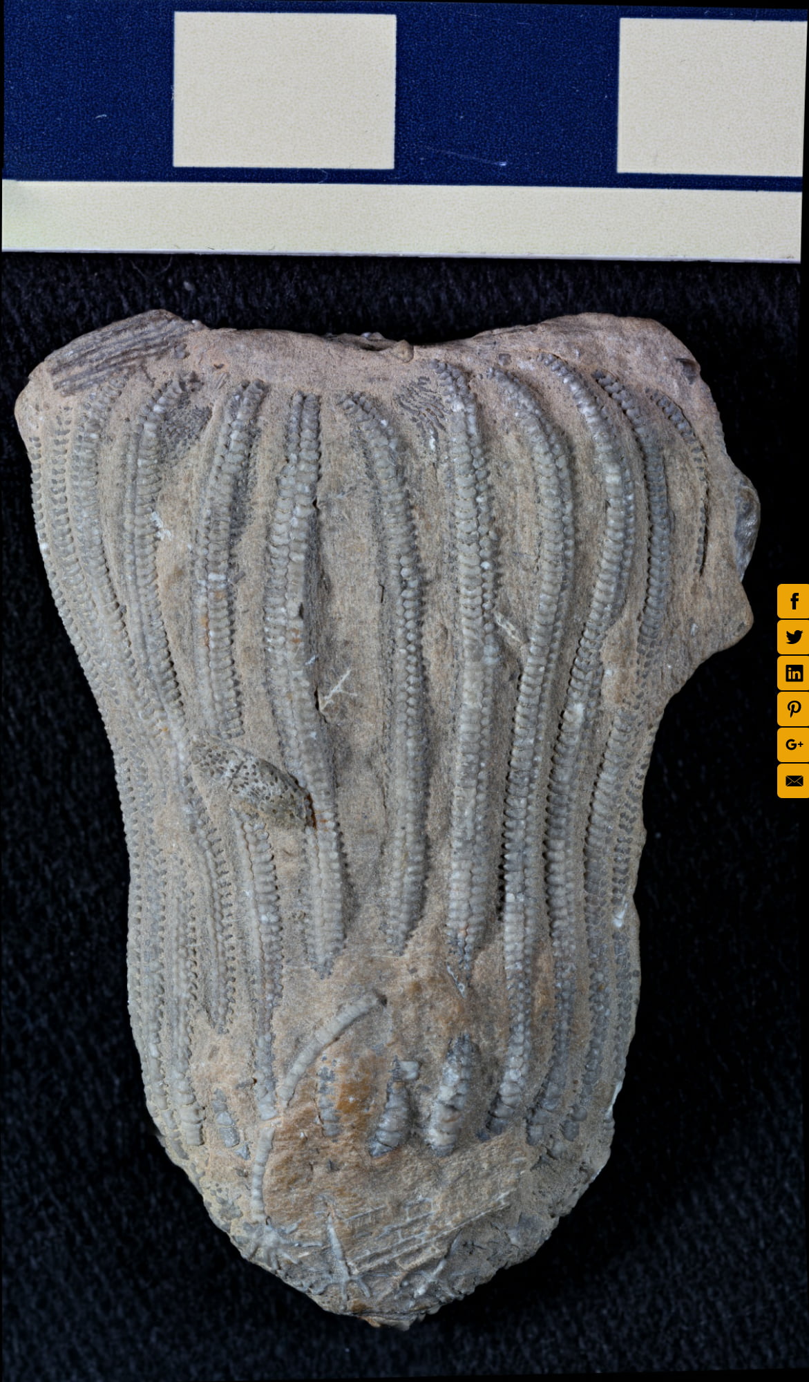 Crinoid calyx