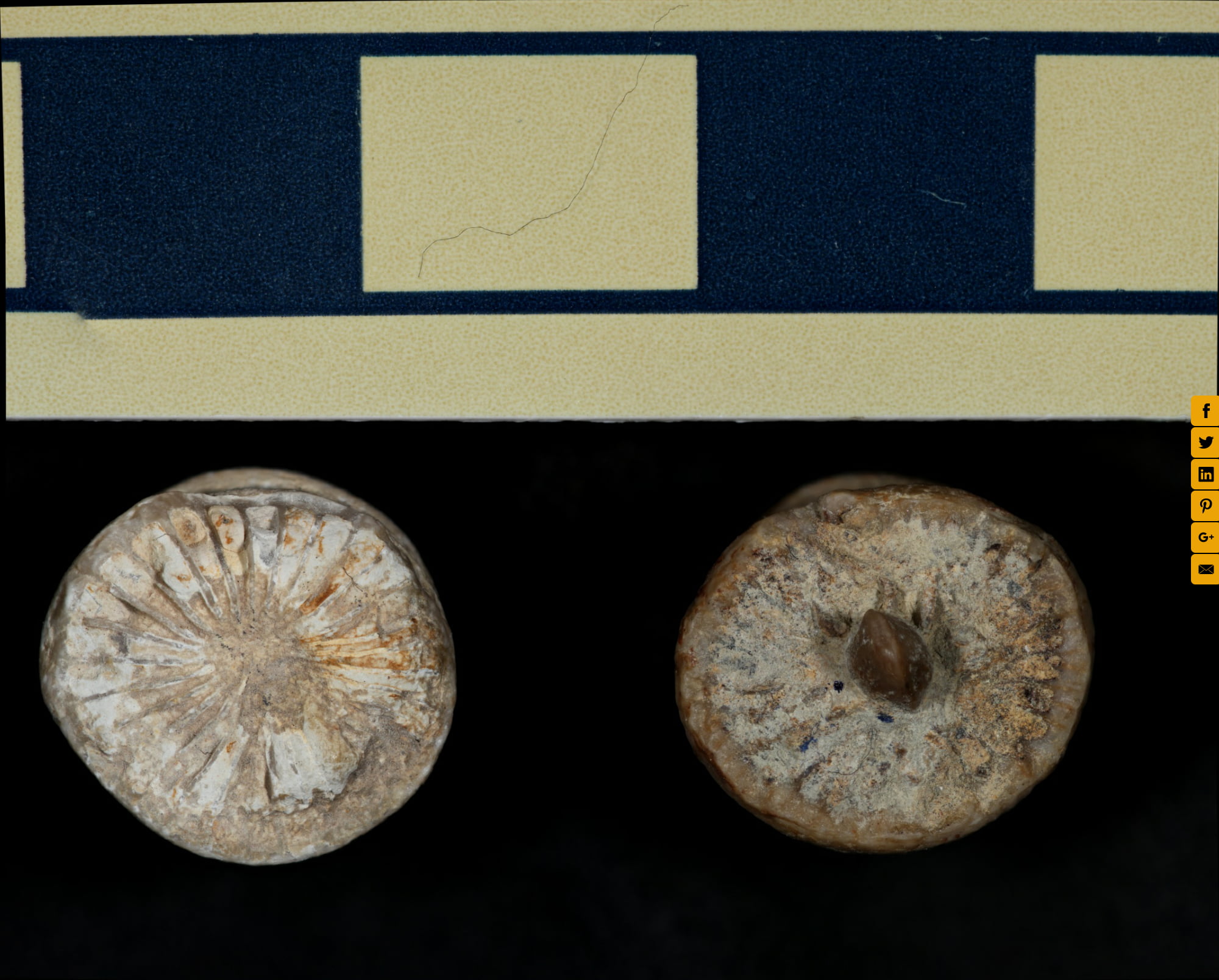 Fossil 8 5 Of 6 