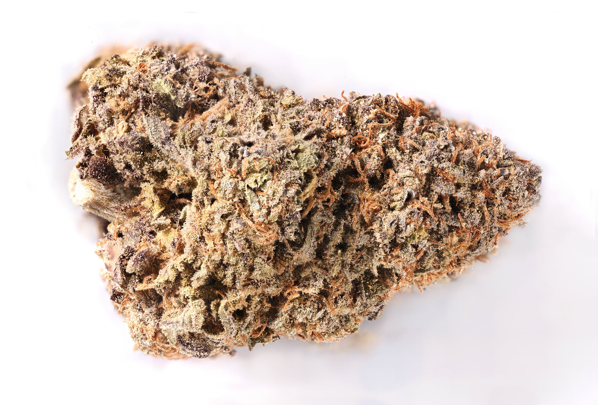 Indica Example