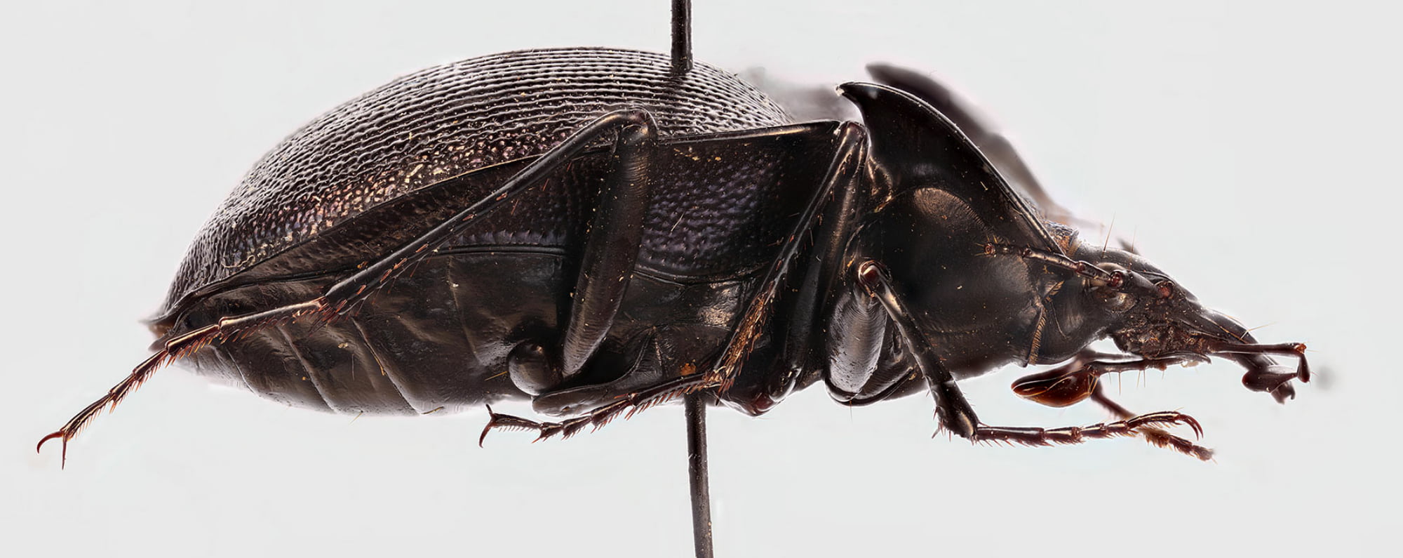 OneColor SnailEating Beetle