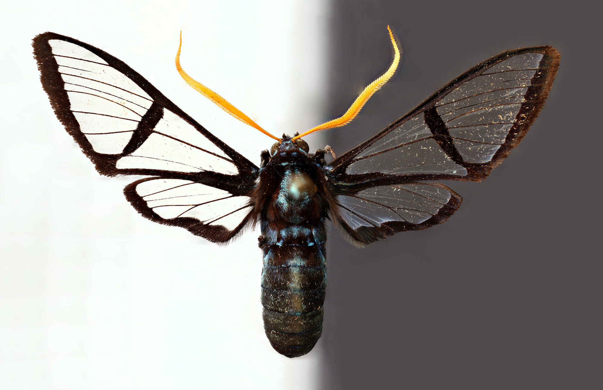 YellowHorned Wasp Moth