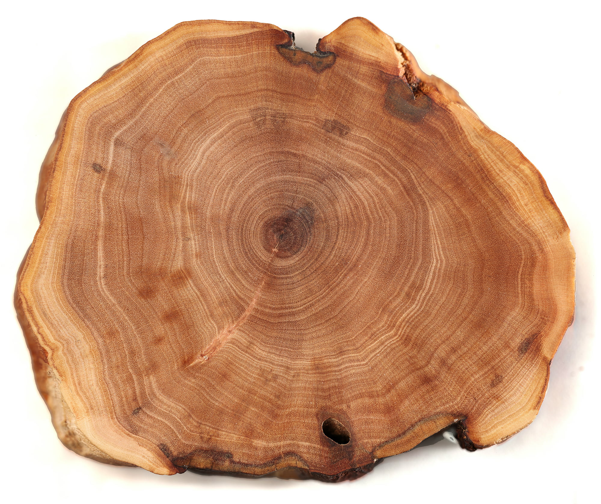 tree-ring-sample