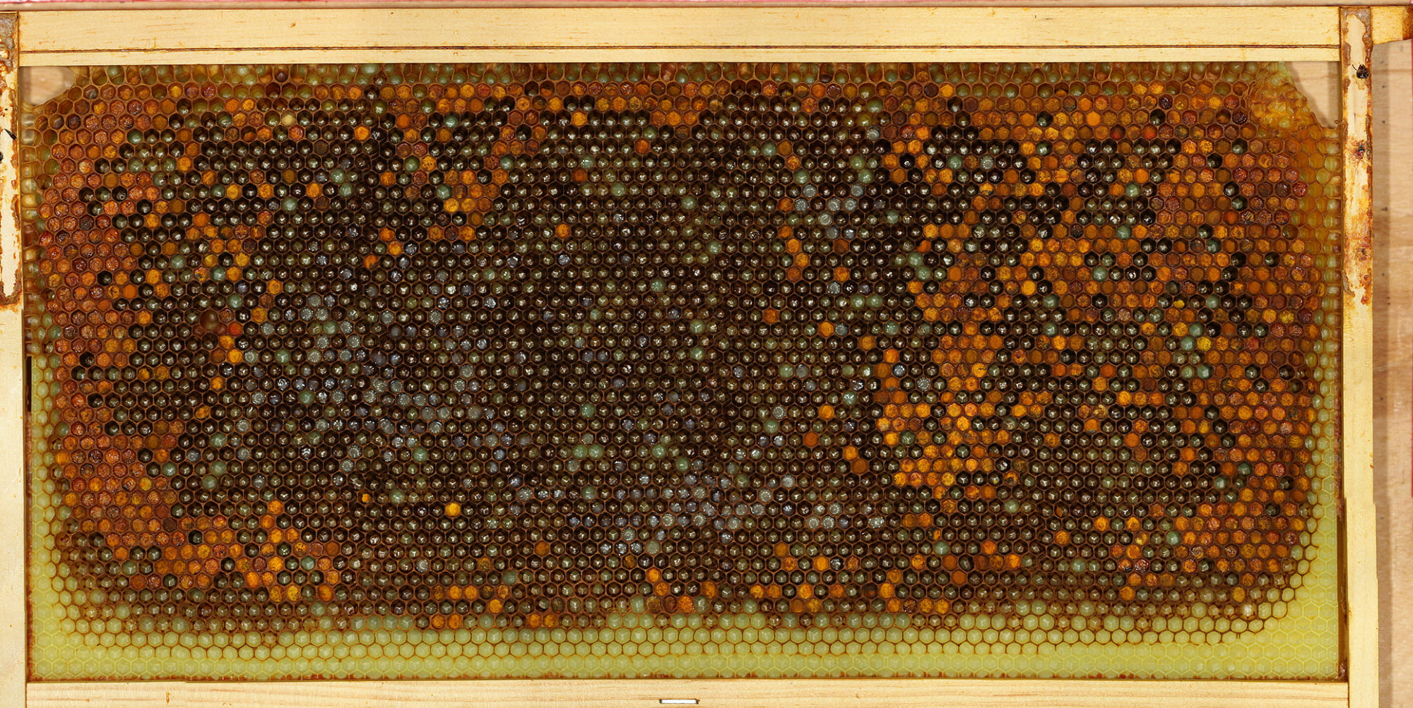 Bee Brood Frame Timelapse Day 1