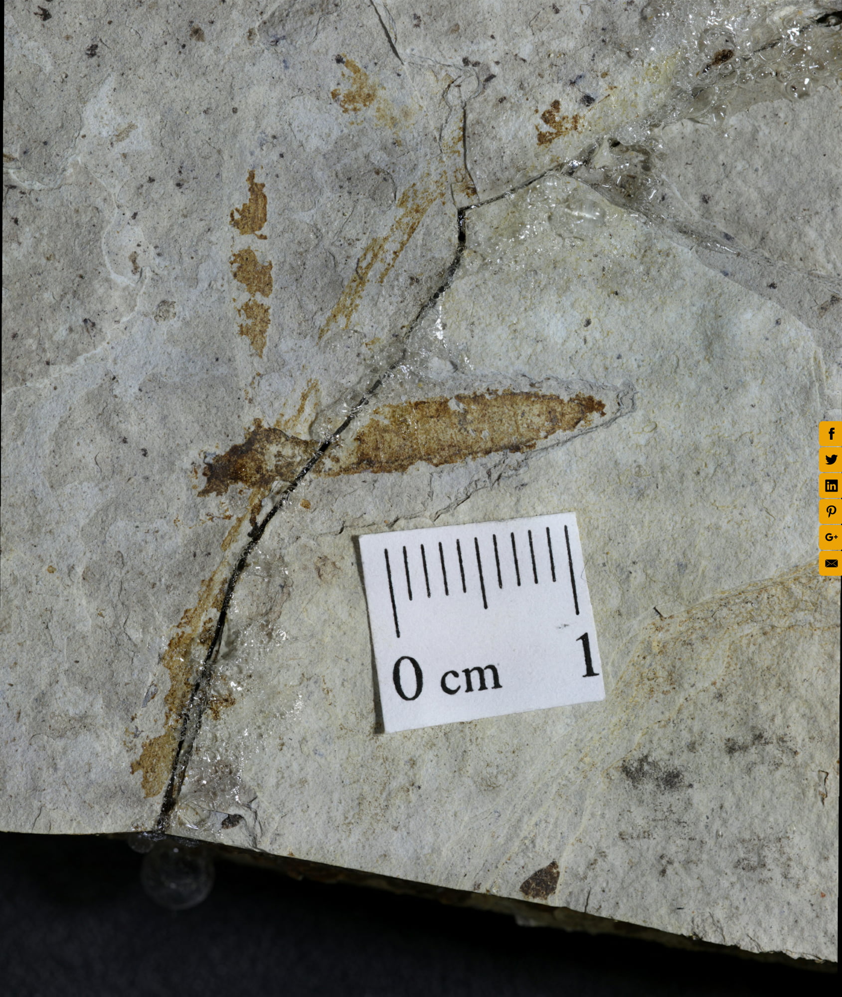 Fossil example 1, sample 3, from Unit G