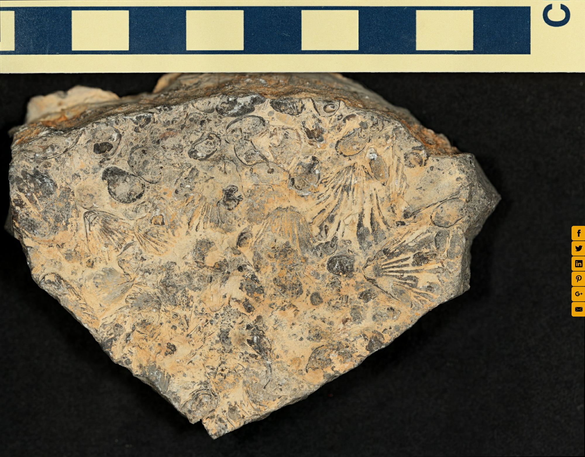 Ostracodes and brachiopods in Tonoloway Formation limestone