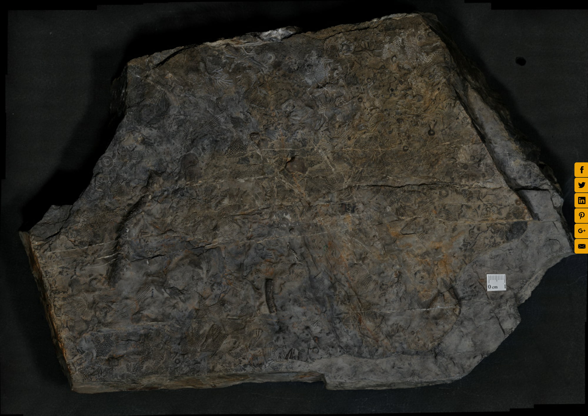 Sedimentary Rocks Lab Sample L