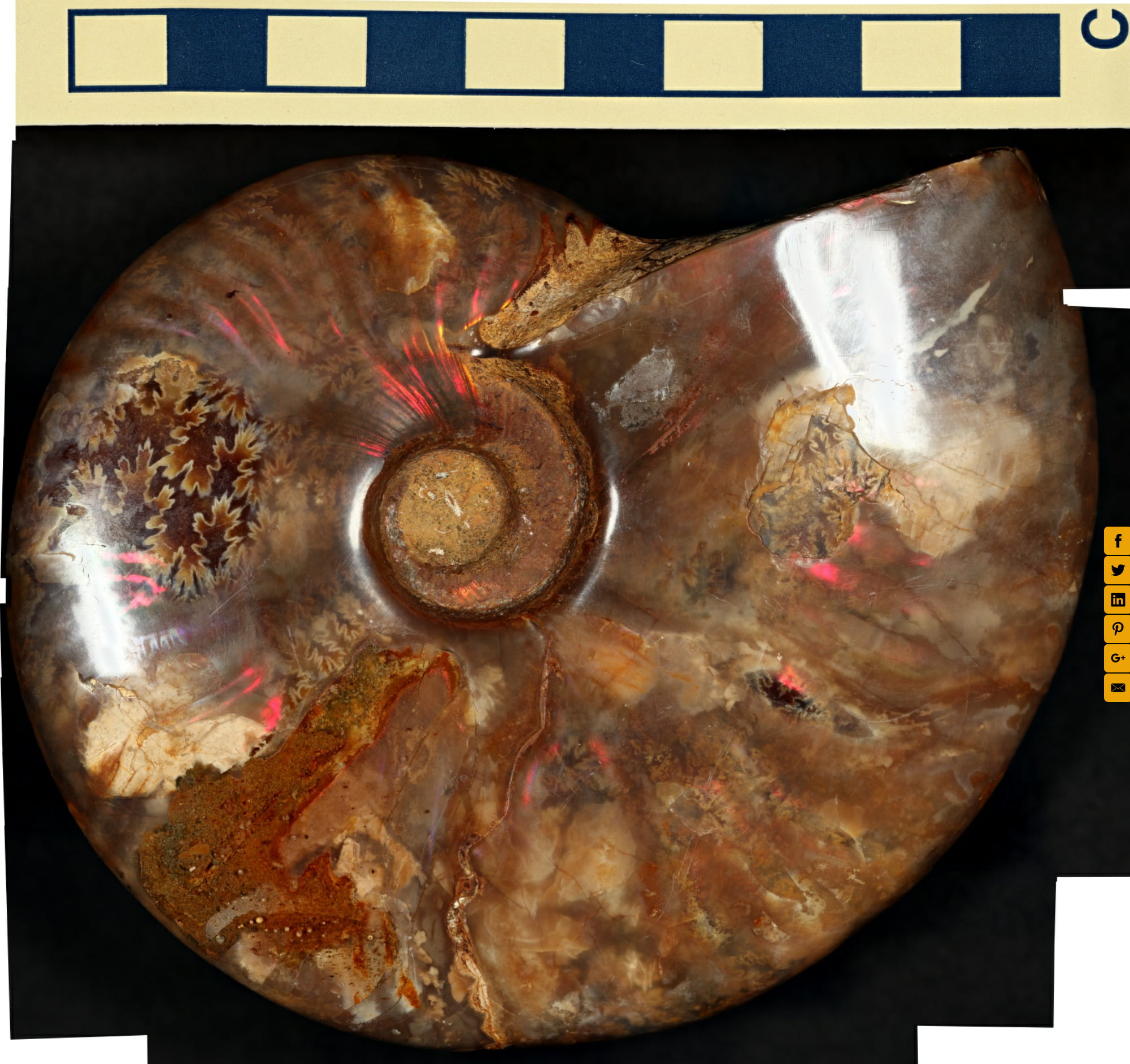 Mystery fossil for students to identify