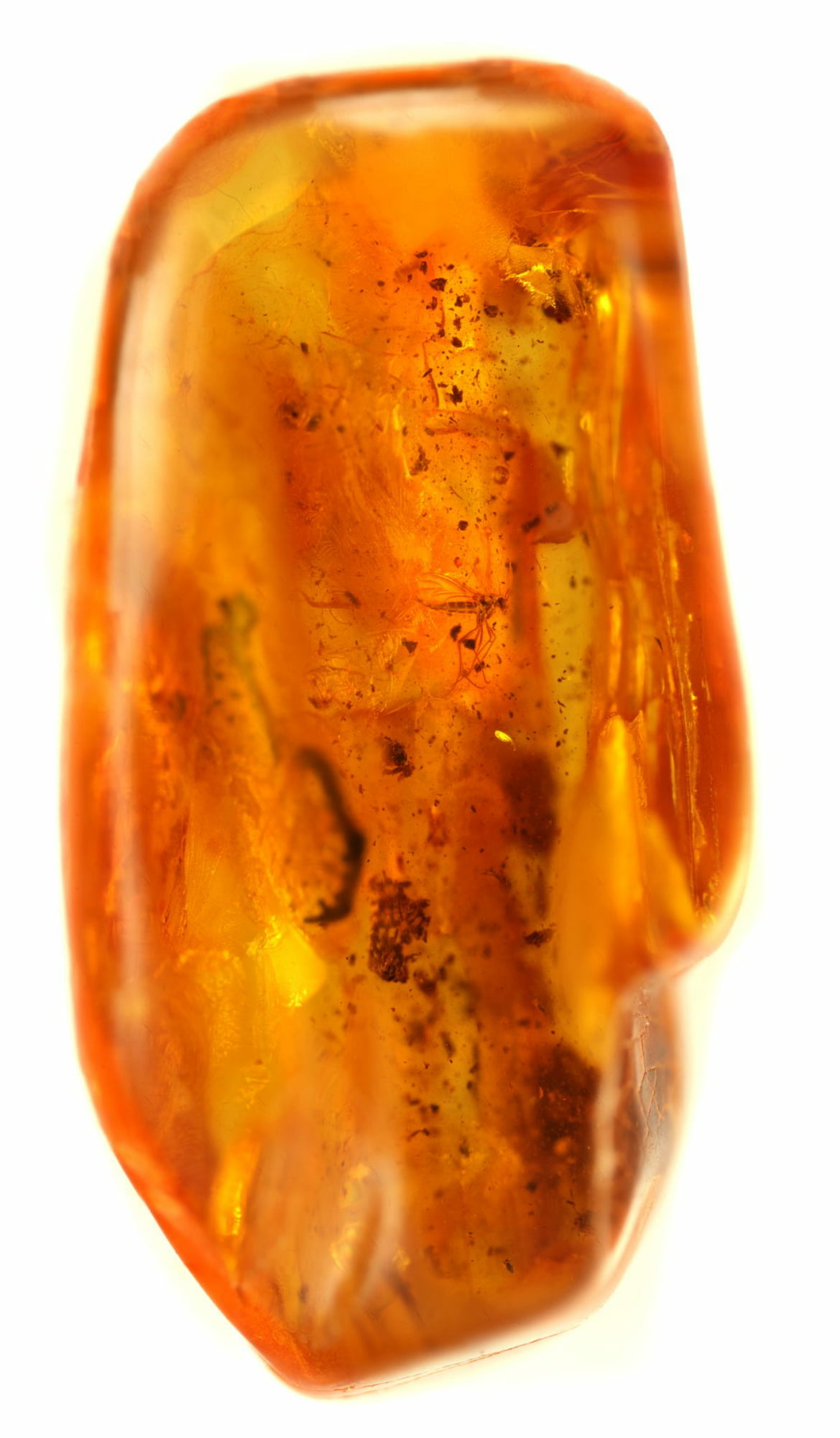 Insect Embedded in Amber