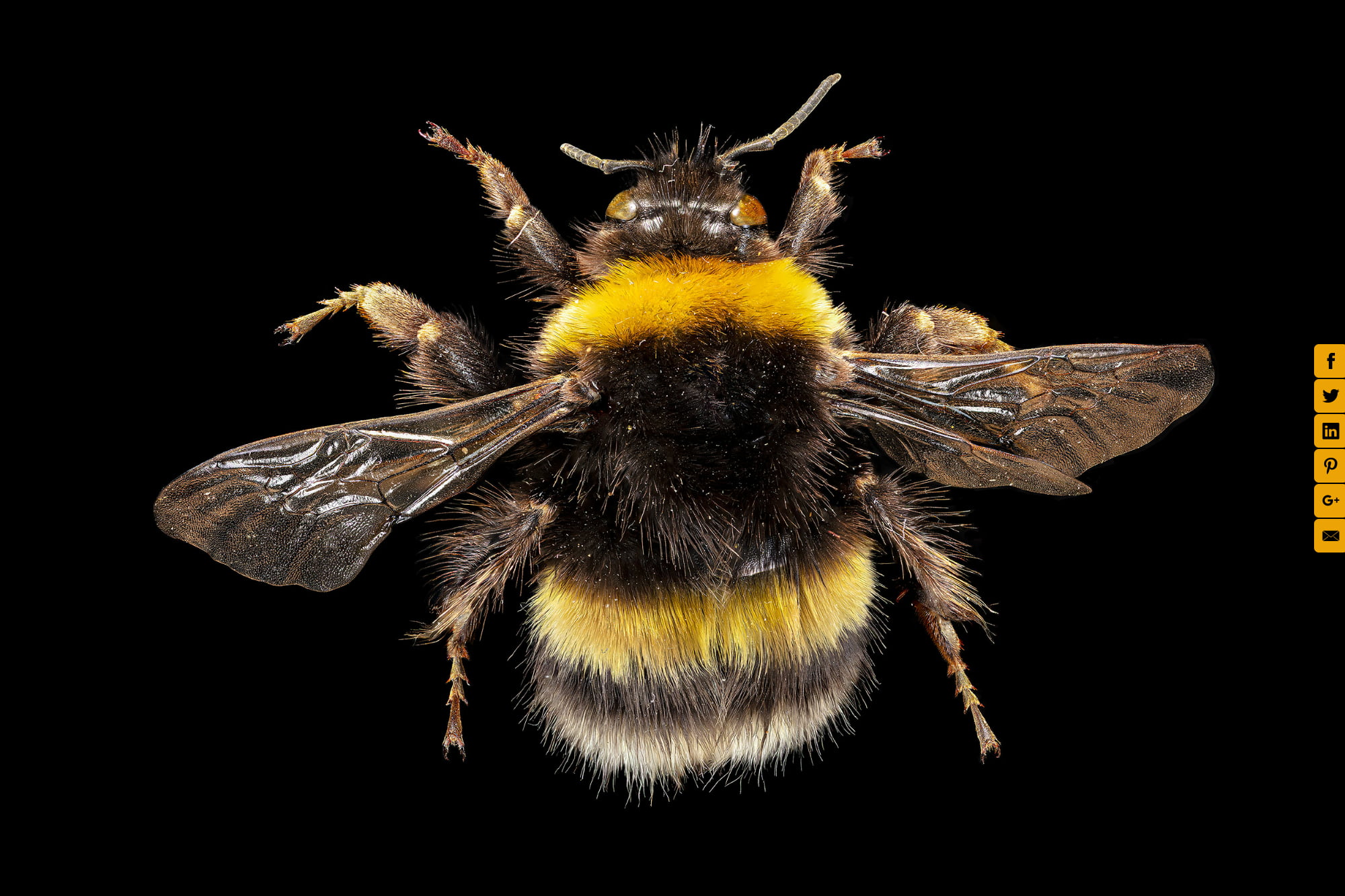 White Tailed Bumblebee