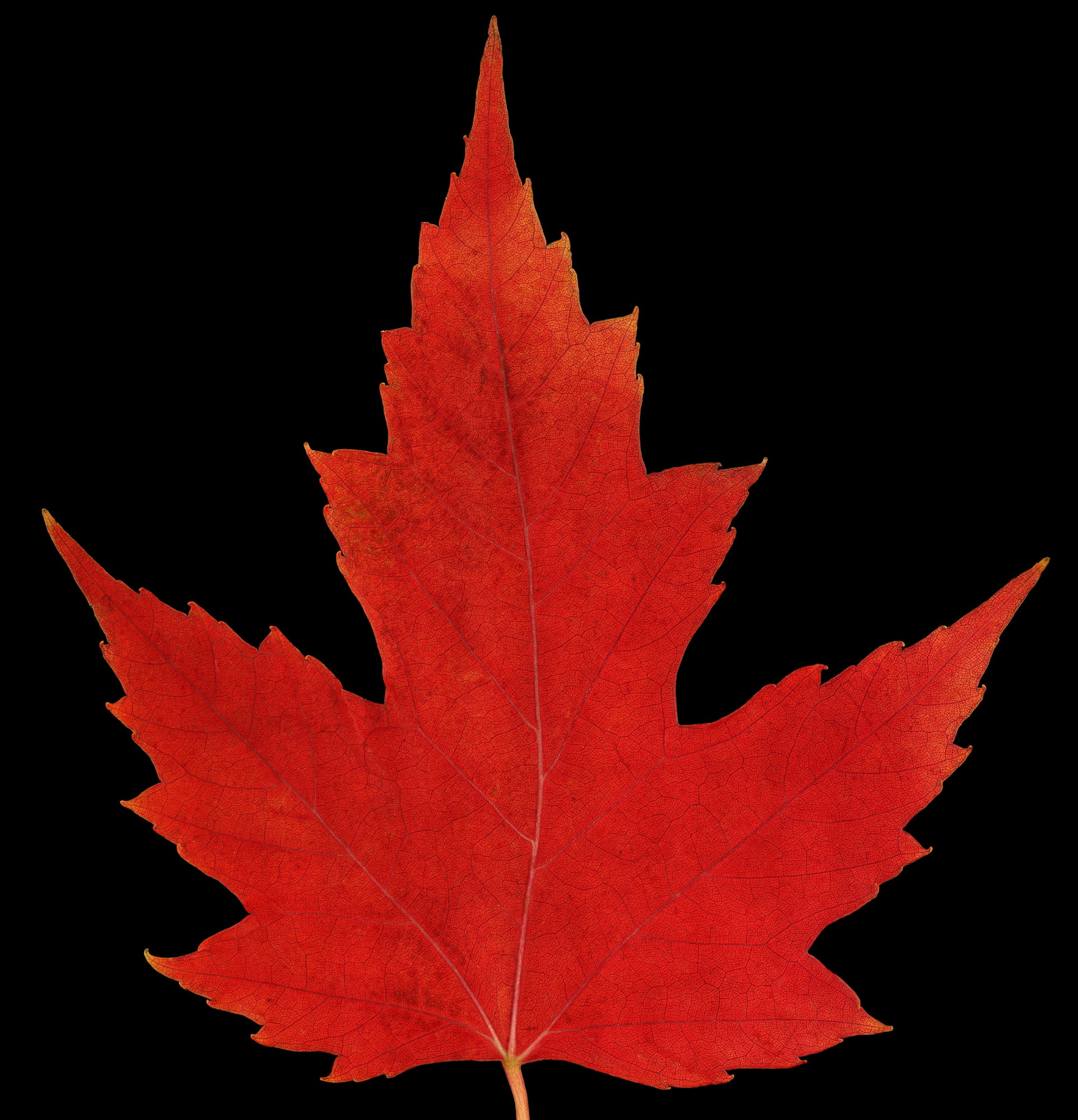 Red Maple Leaf Canada 150