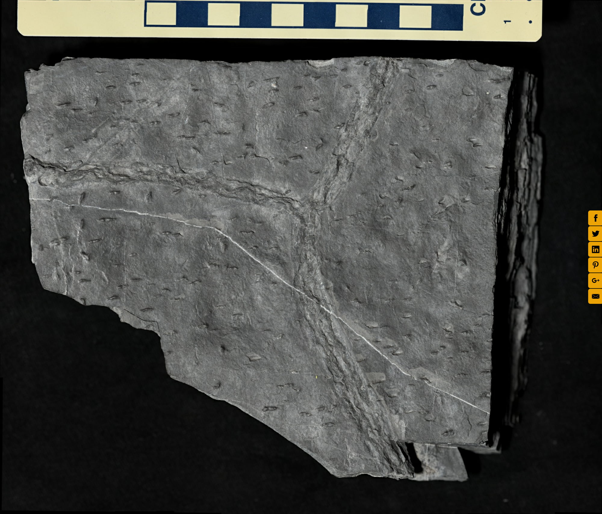 Mudcracks and gypsum casts