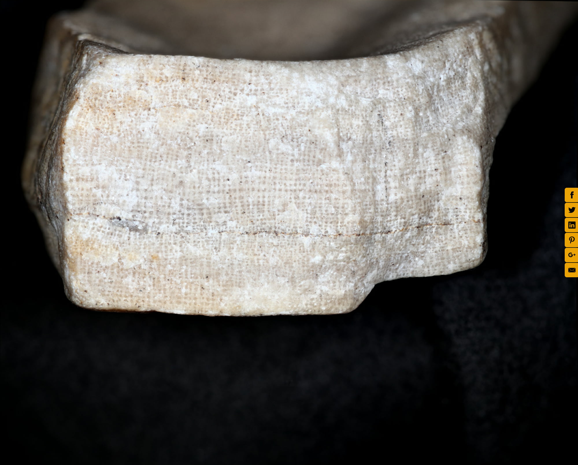 Mystery fossil for students to identify