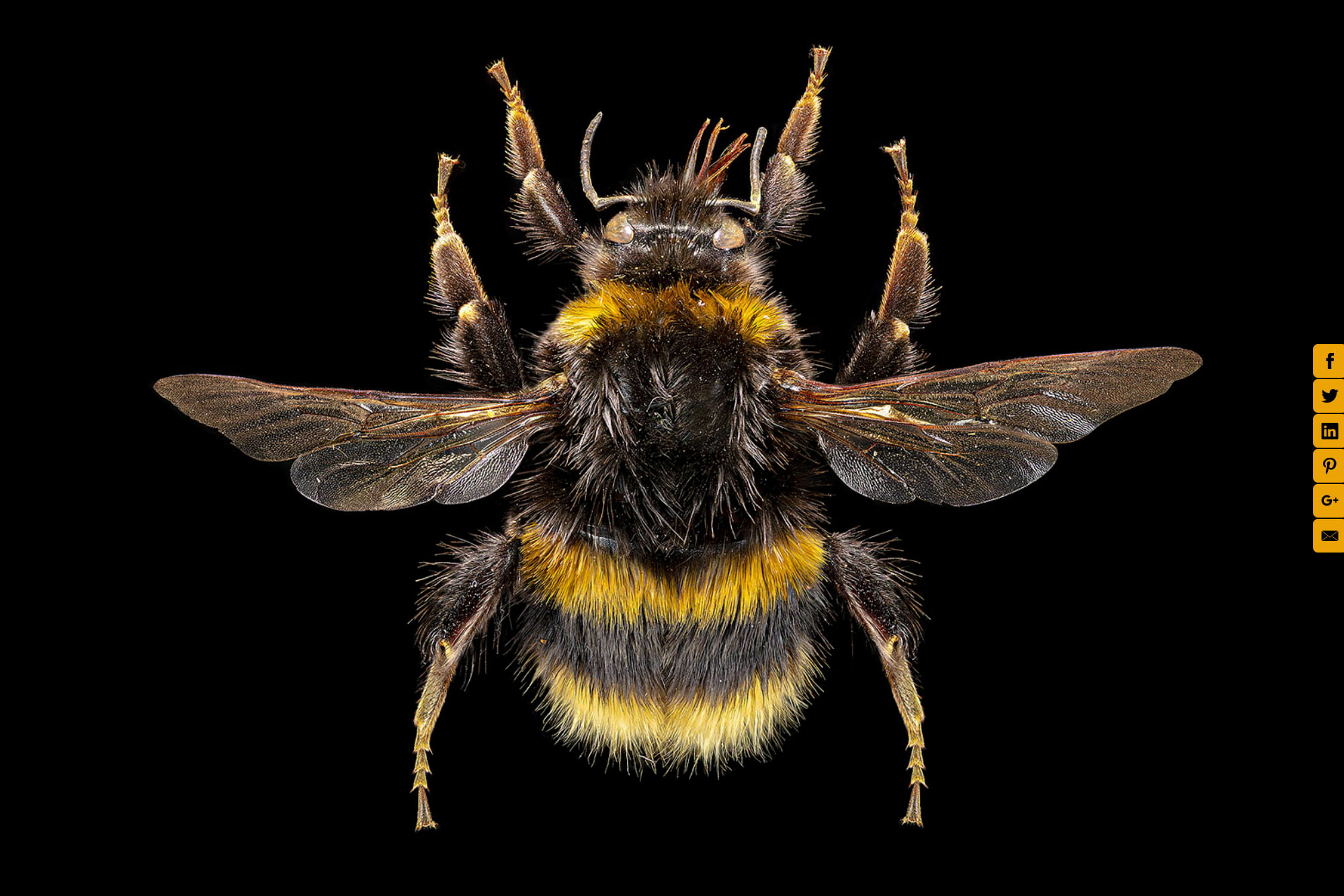 Buff Tailed Bumblebee