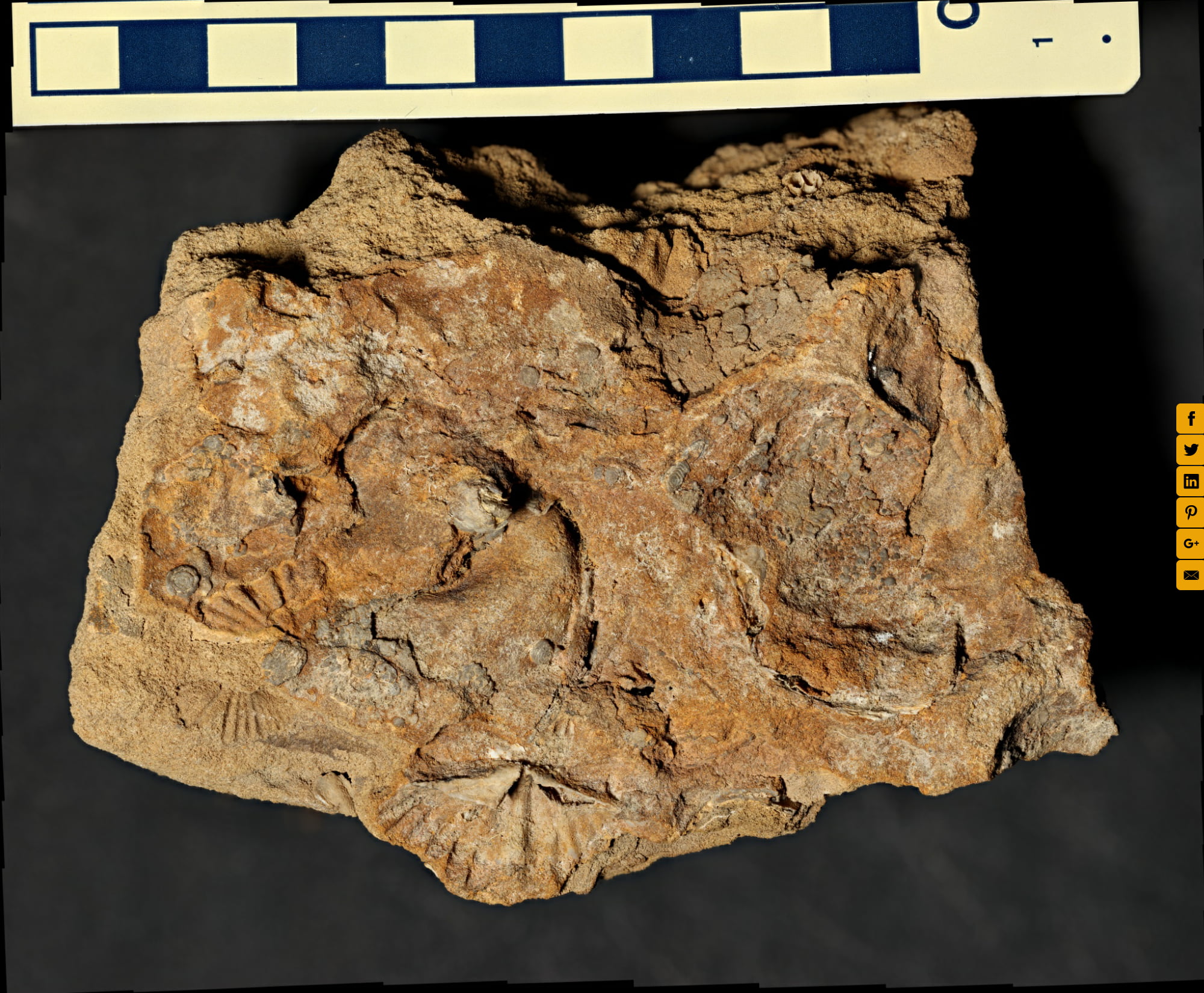 Sedimentary Rocks Lab Sample N
