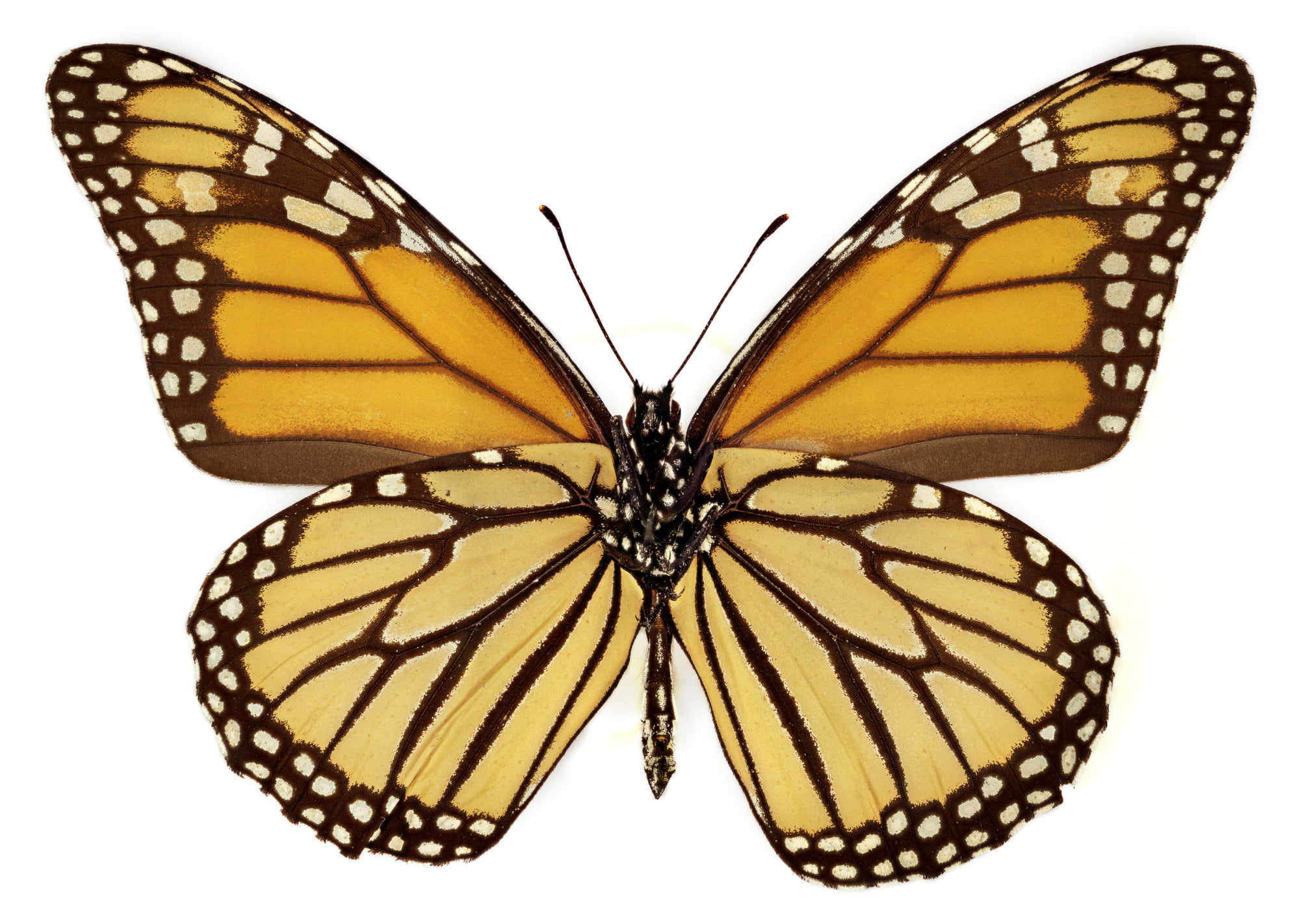 Monarch (Ventral View)